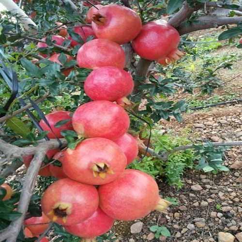 Super Bhagwa Pomegranate Plant