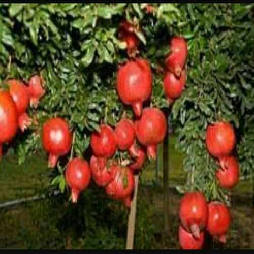 Organic Pomegranate Fruit Plant