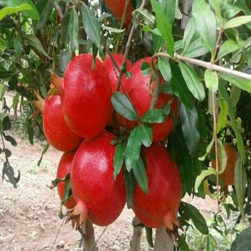 Nursery Sinduri Pomegranate Plant