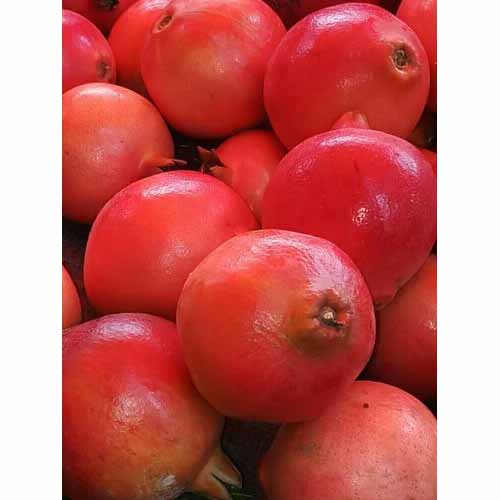 Bhagwa Pomegranate Plant