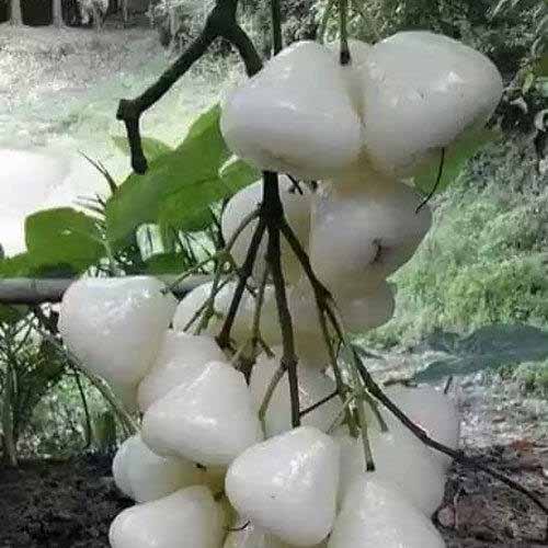 Nursery Super Bhagwa Pomegranate Plant