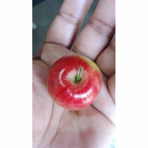 Red Apple Ber